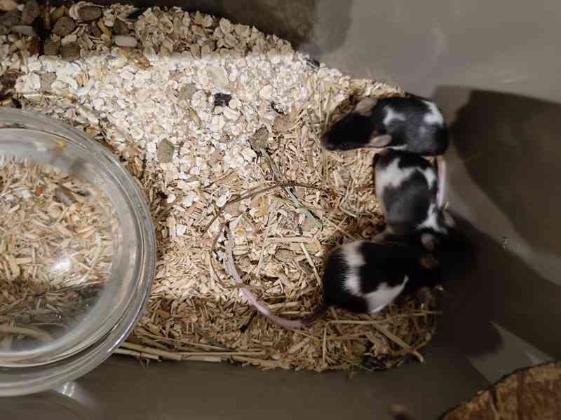 Prodám myší samce - ve velikosti puberťák - barevné - foto 4