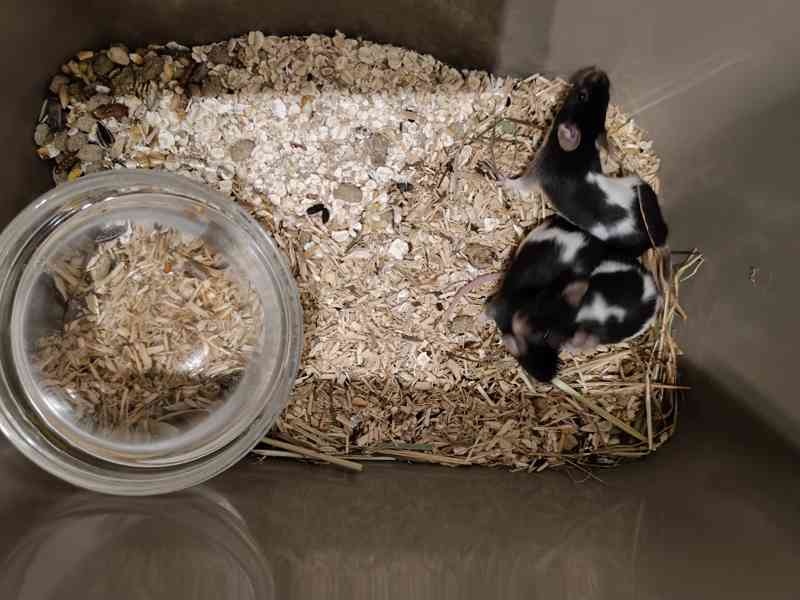 Prodám myší samce - ve velikosti puberťák - barevné - foto 2