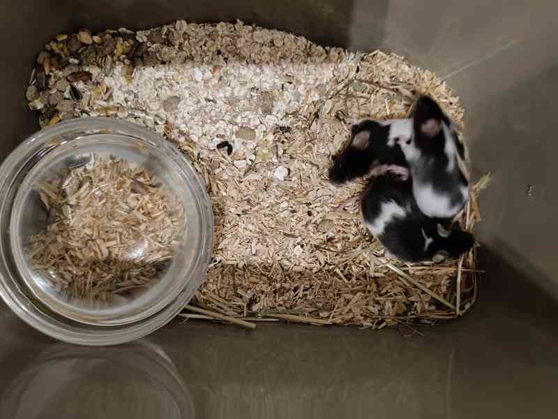 Prodám myší samce - ve velikosti puberťák - barevné - foto 1