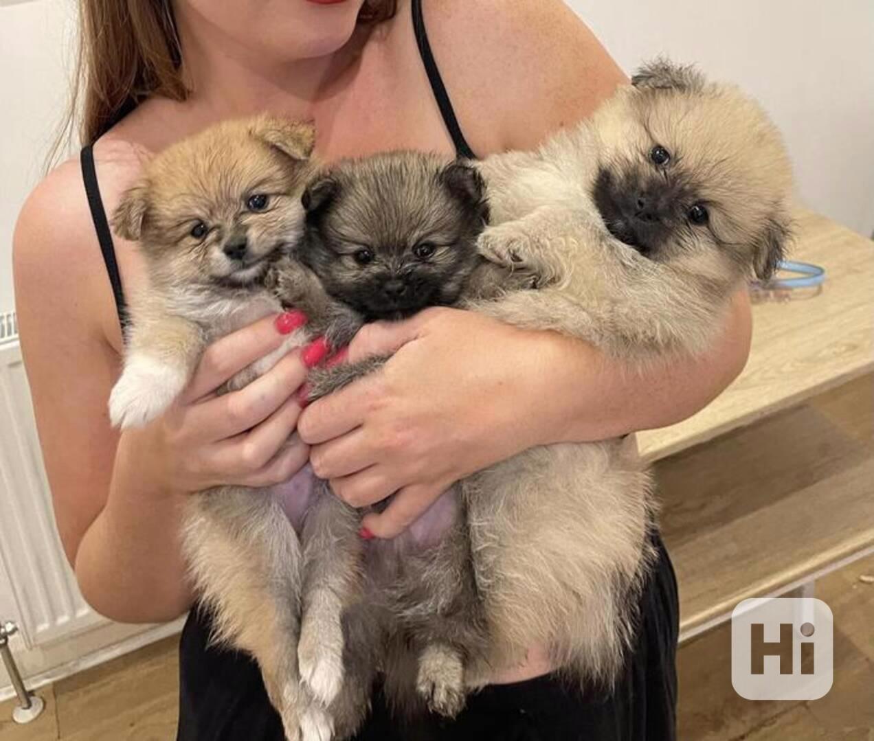 Štěňata pomeranského ovčáka od Rolanda Egbeho pro novou rodi - foto 1