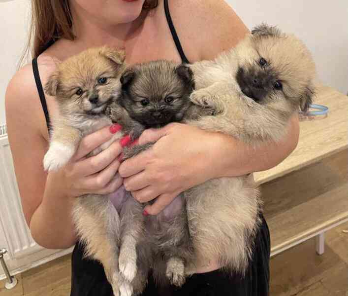 Štěňata pomeranského ovčáka od Rolanda Egbeho pro novou rodi