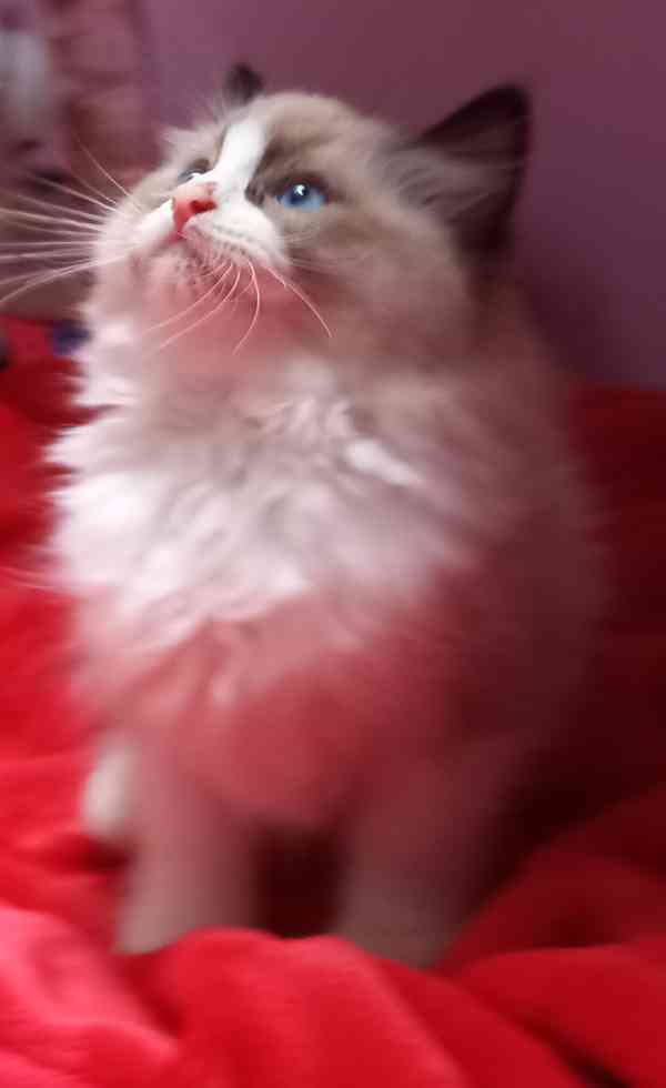 Krásná kočička Ragdoll s pp - foto 1
