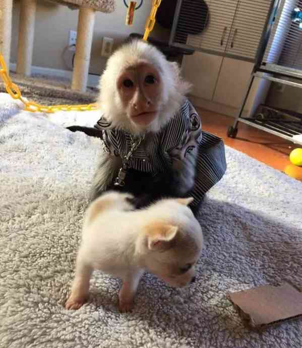 Roztomilé kapucínské opice k dispozici 