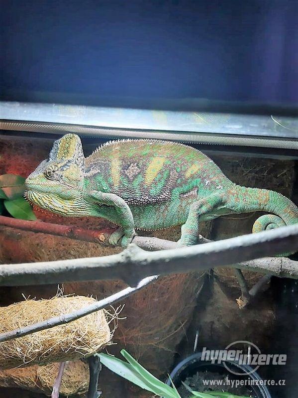 Terárium i s chameleonem - foto 4