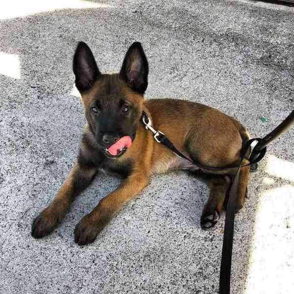 Štěňata belgického salašnického psa - foto 1