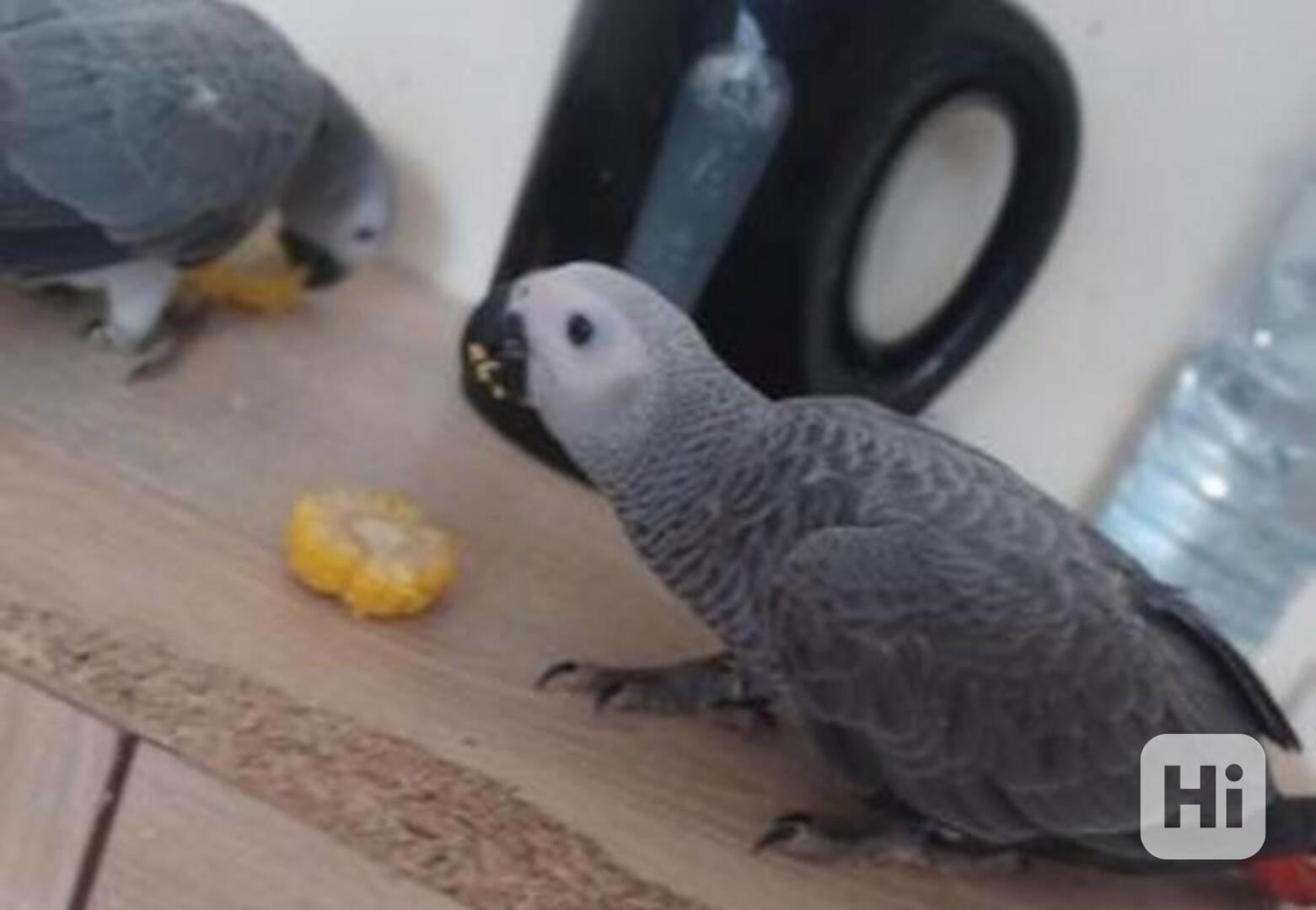 Papoušci šedí - foto 1