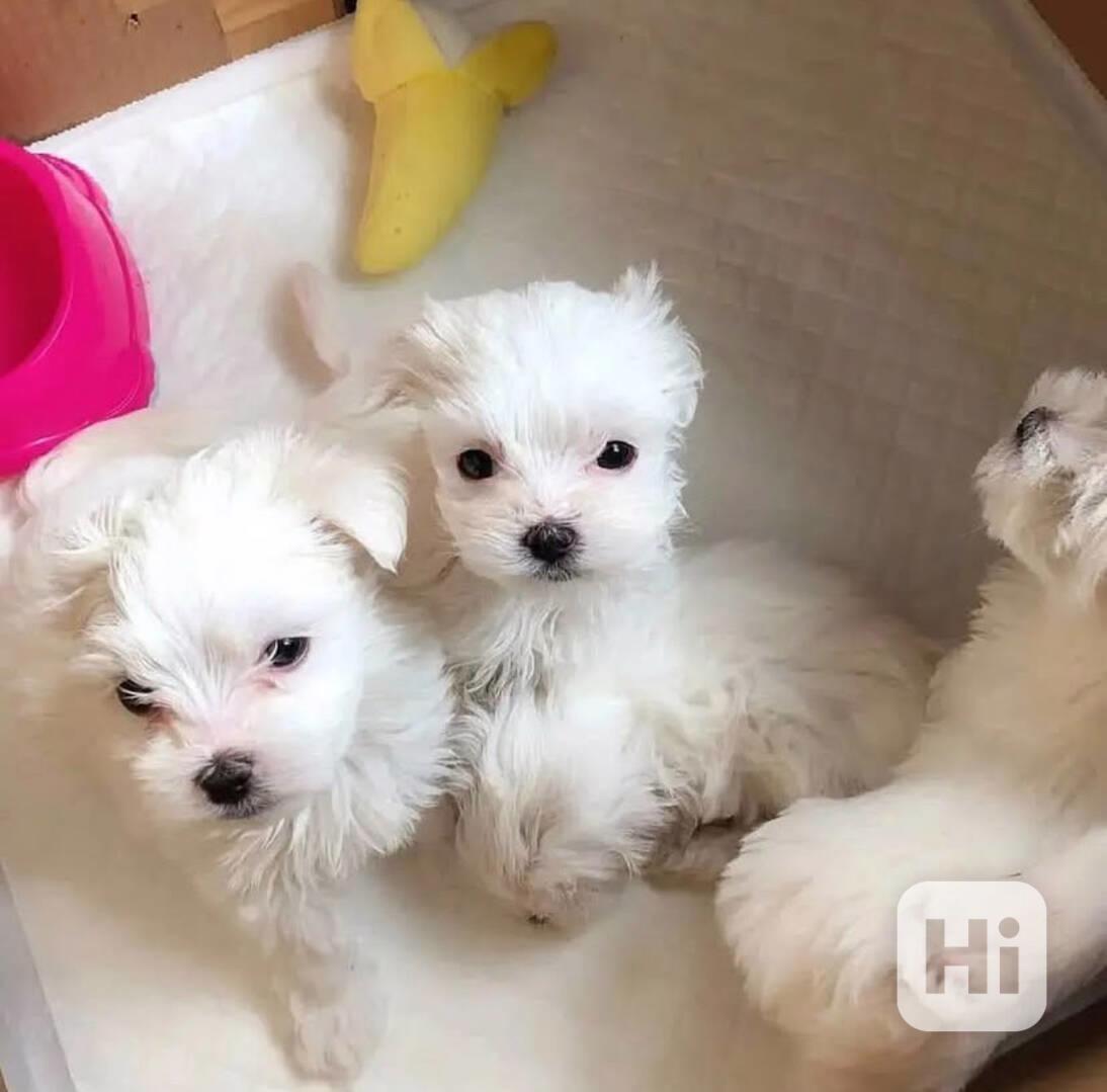 K adopci je krásné, zdravé a hravé štěně Maltézský - foto 1