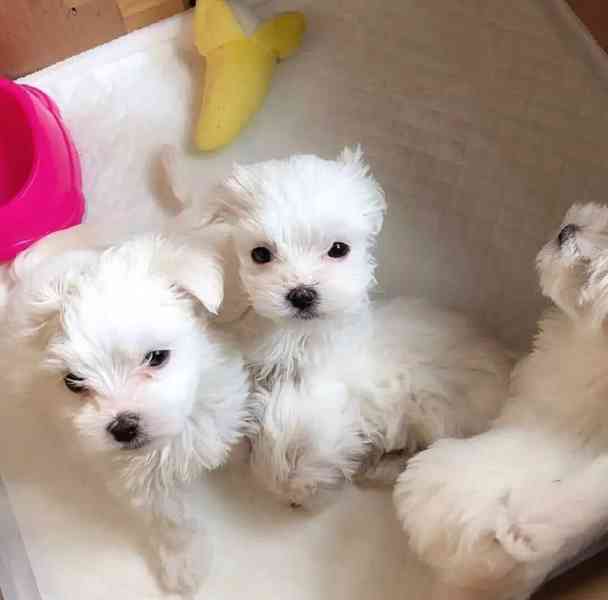 K adopci je krásné, zdravé a hravé štěně Maltézský - foto 1
