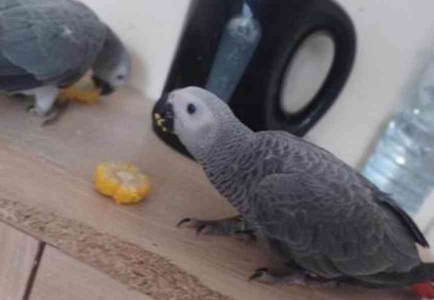 Papoušci šedí - foto 1