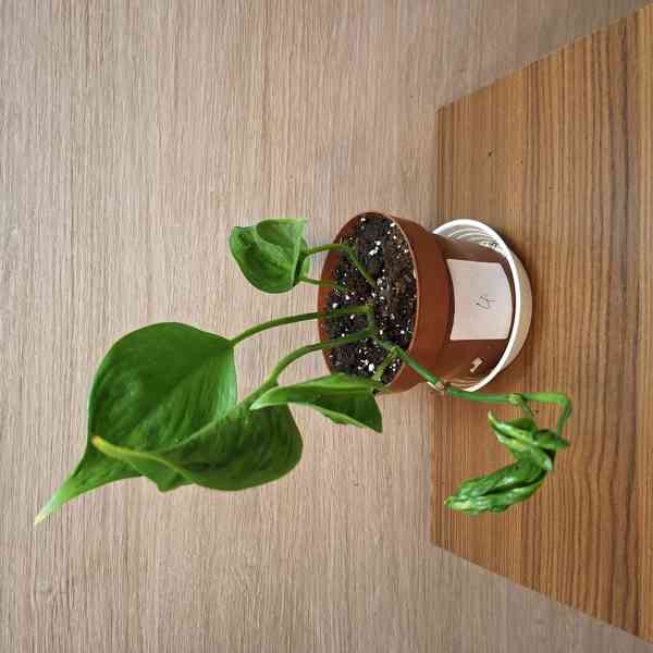 Epipremnum Aureum Shangri La - foto 3