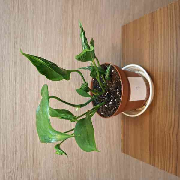 Epipremnum Aureum Shangri La - foto 2