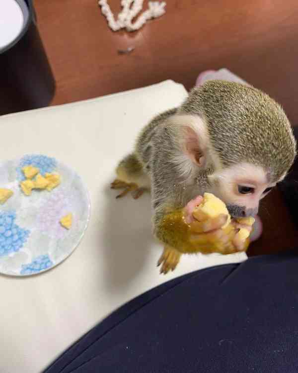 Roztomilé veverčí opice na prodej