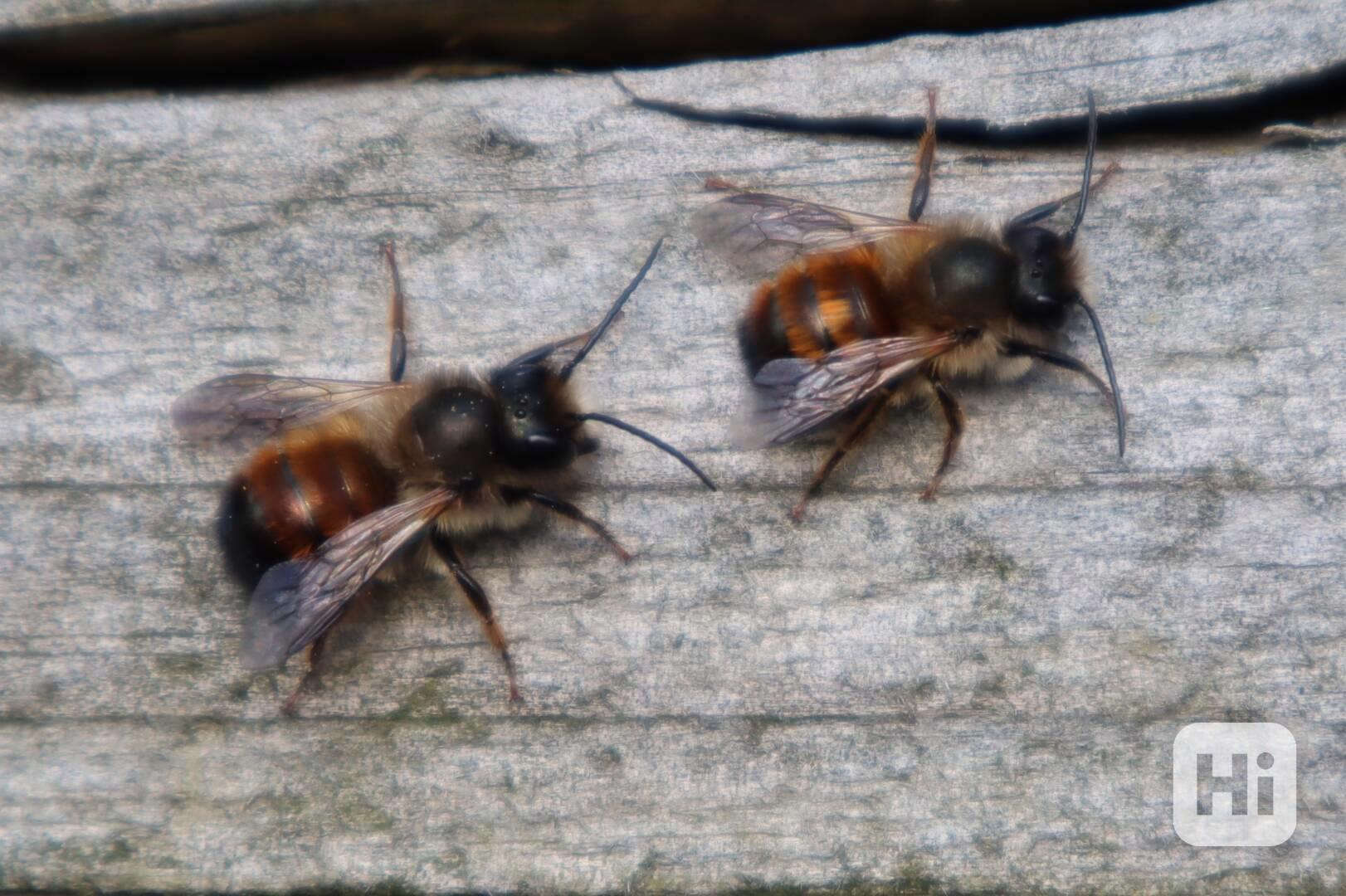 Zednické včely - foto 1