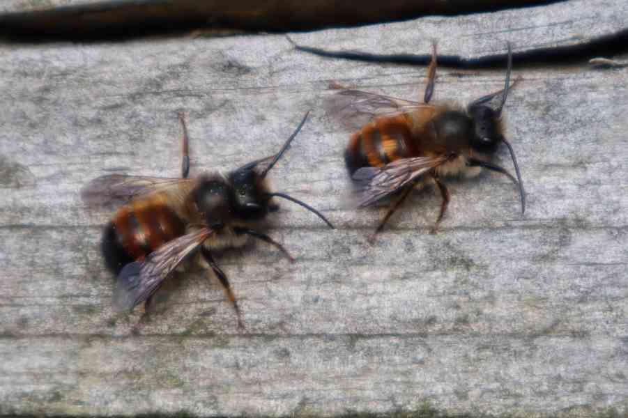 Zednické včely
