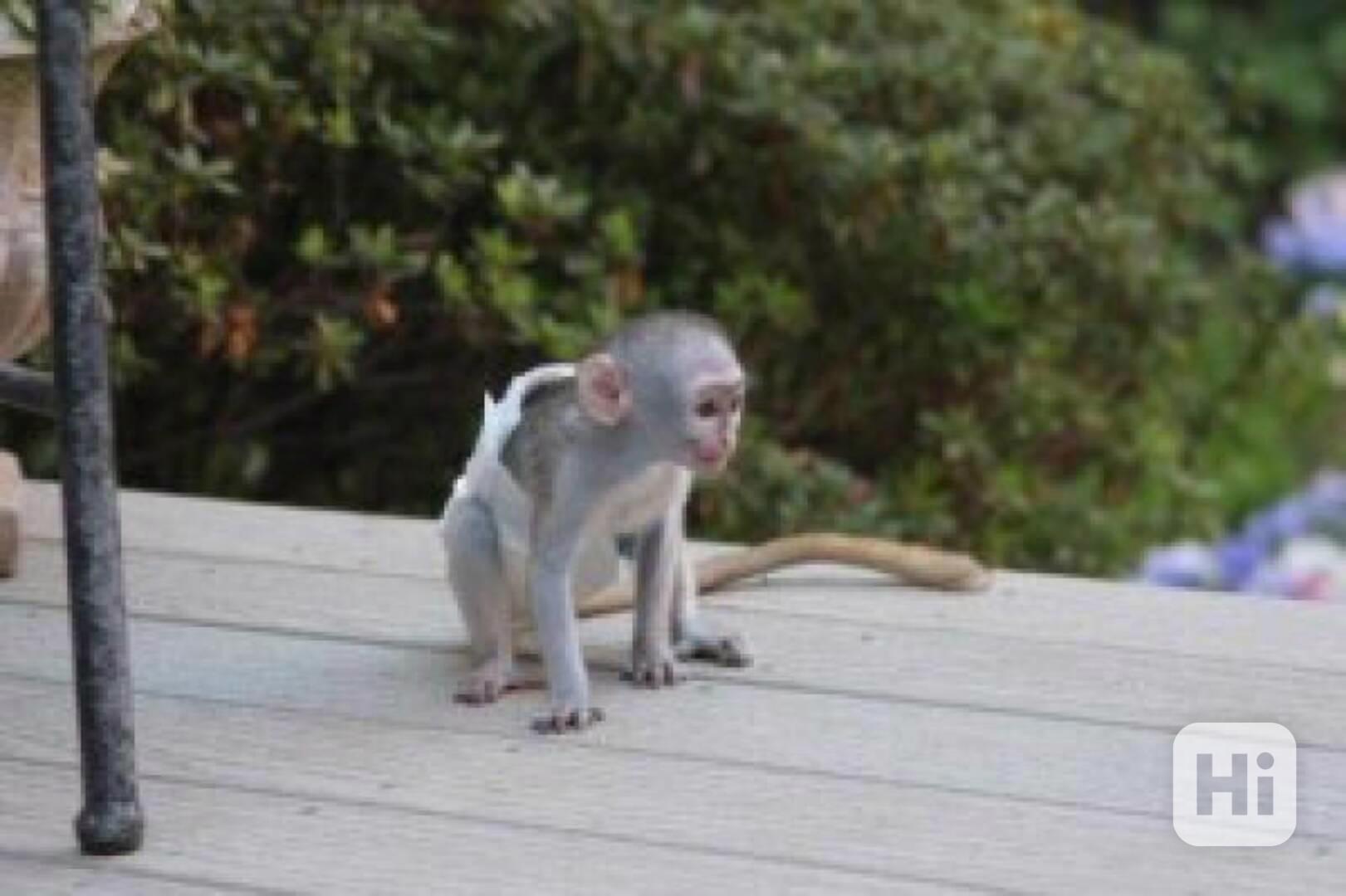 Krémově hnědobílé mládě kapucínské opice k adopci - foto 1