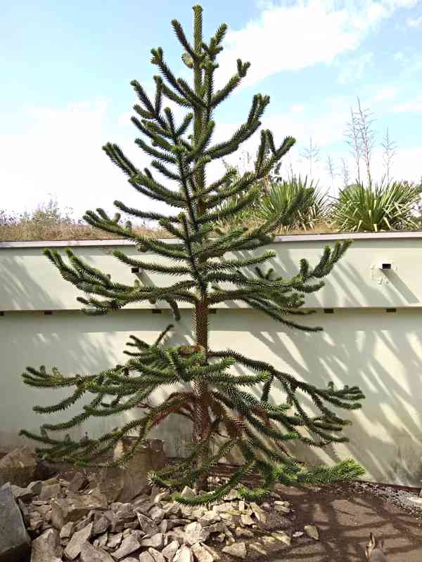 Blahočet čilský (Araucaria araucana) - 60 - 70 cm - foto 1