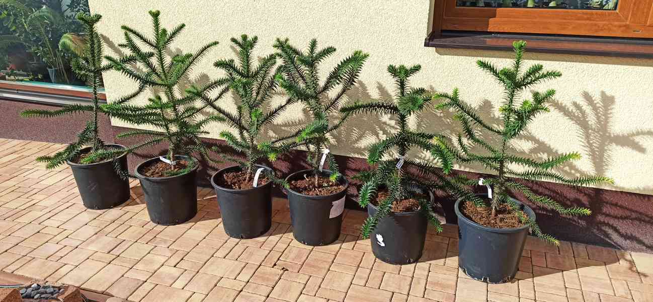 Blahočet čilský (Araucaria araucana) - 60 - 70 cm - foto 7