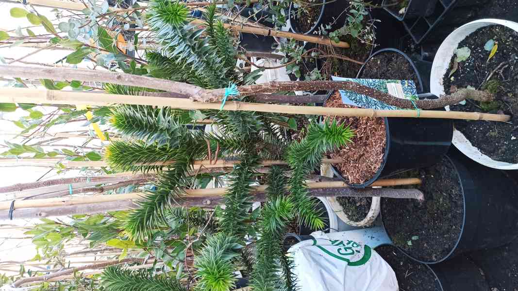 Blahočet čilský (Araucaria araucana) - 60 - 70 cm - foto 2