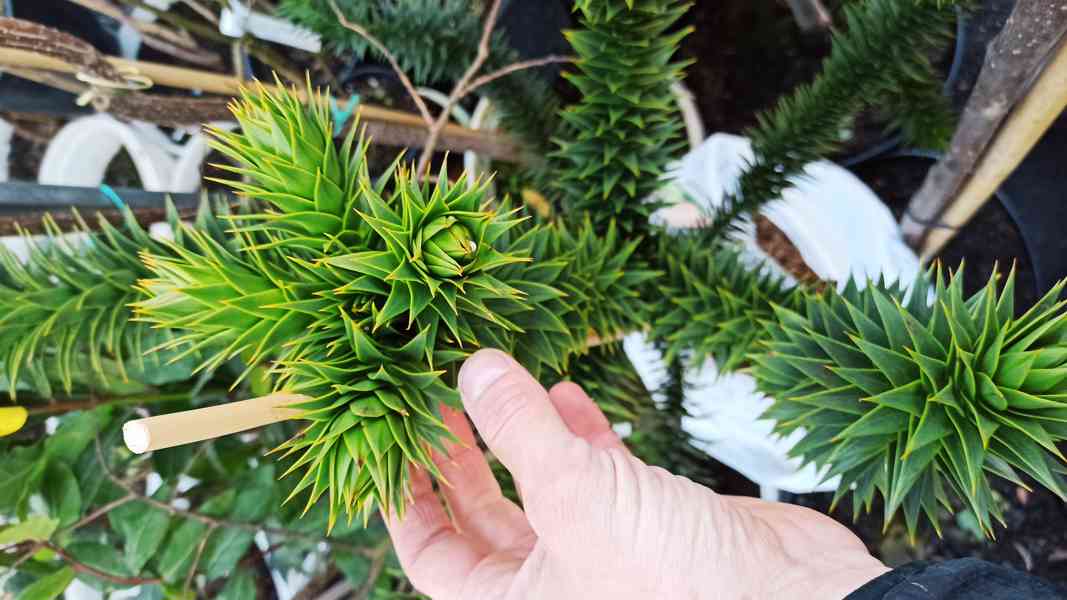 Blahočet čilský (Araucaria araucana) - 60 - 70 cm - foto 4