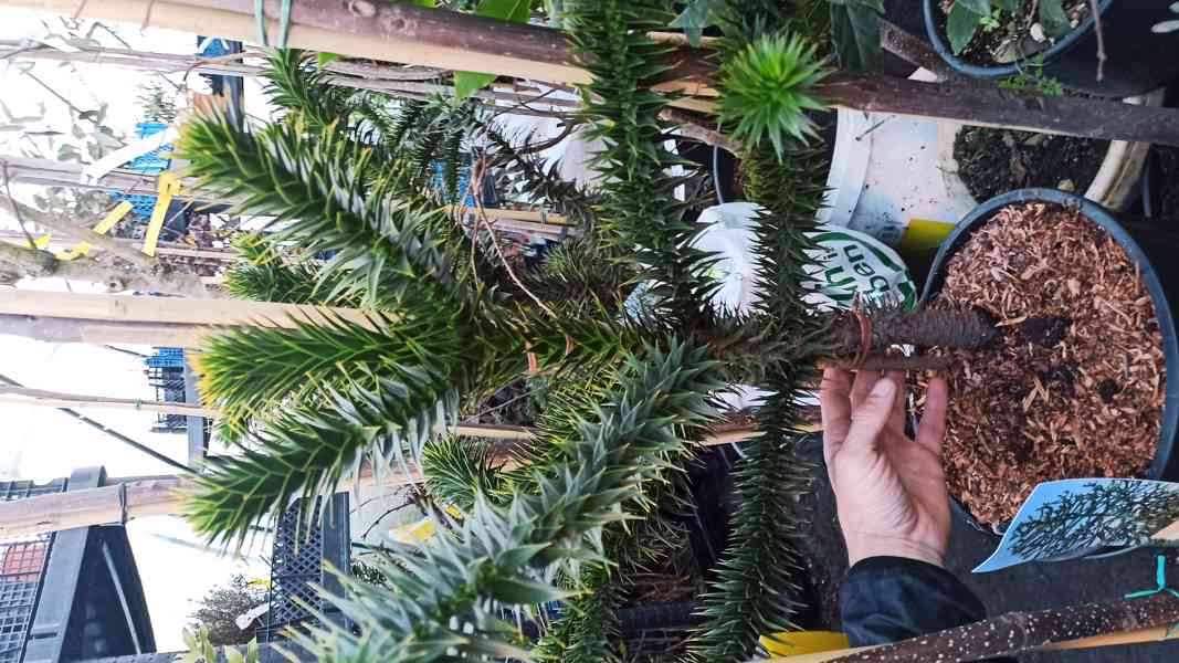 Blahočet čilský (Araucaria araucana) - 60 - 70 cm - foto 3