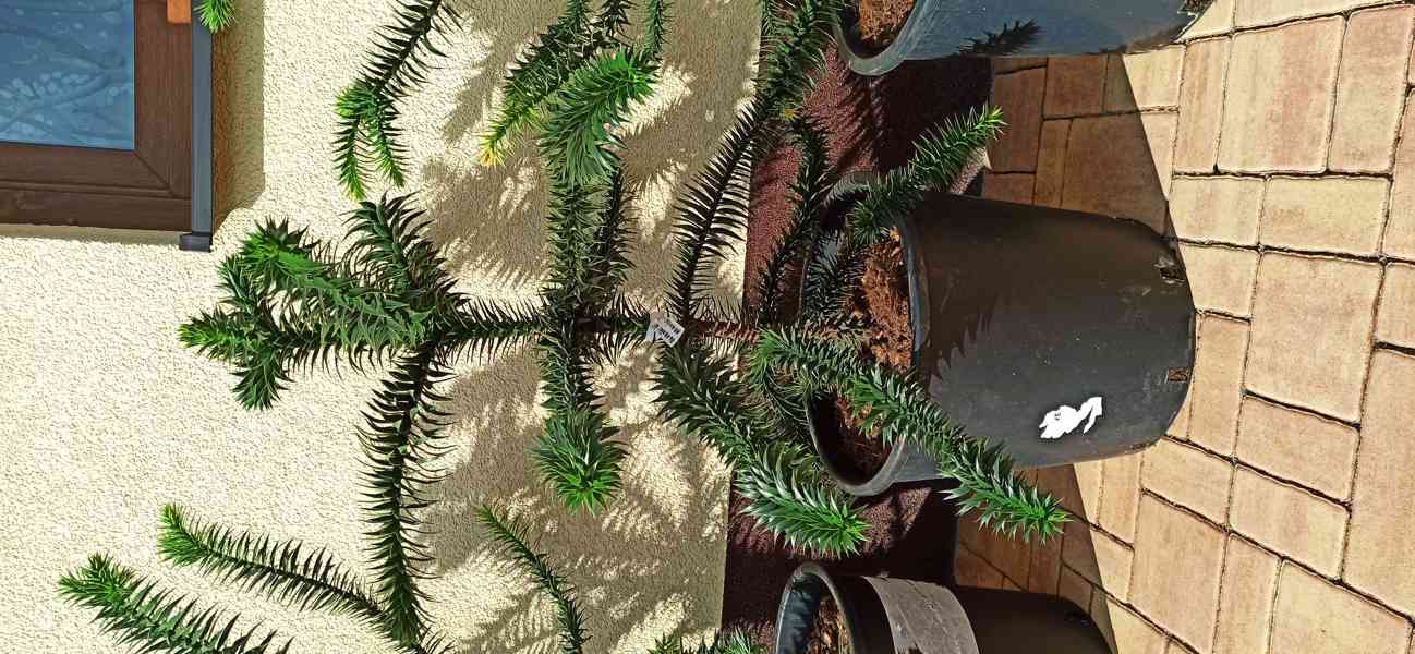 Blahočet čilský (Araucaria araucana) - 60 - 70 cm - foto 8