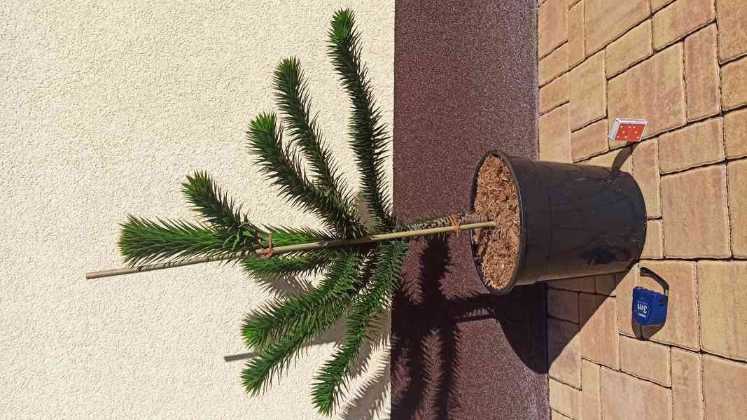 blaho-et-ilsk-araucaria-araucana-60-70-cm-bazar-hyperinzerce-cz