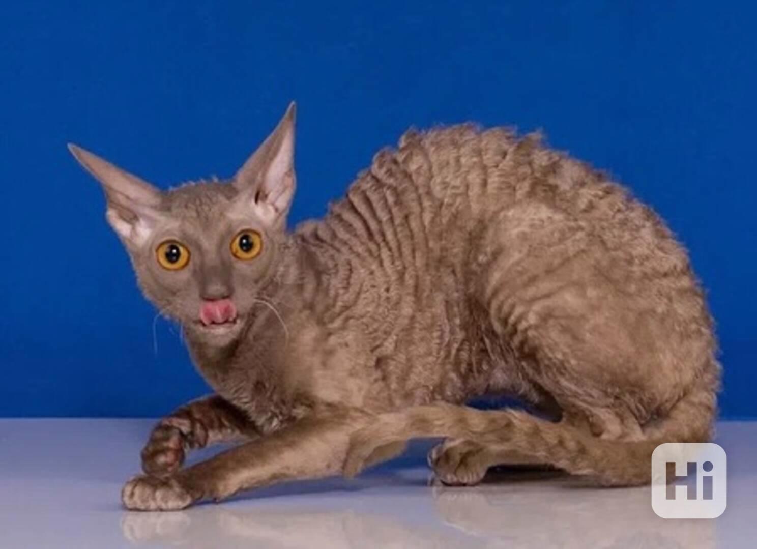 Tato roztomilá koťátka plemene Cornish Rex  - foto 1