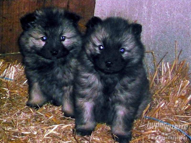 Německý vlčí špic - poslední fenečka !!! - foto 2