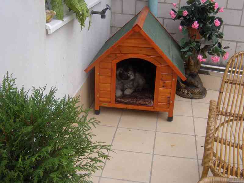 Německý vlčí špic - poslední fenečka !!! - foto 3