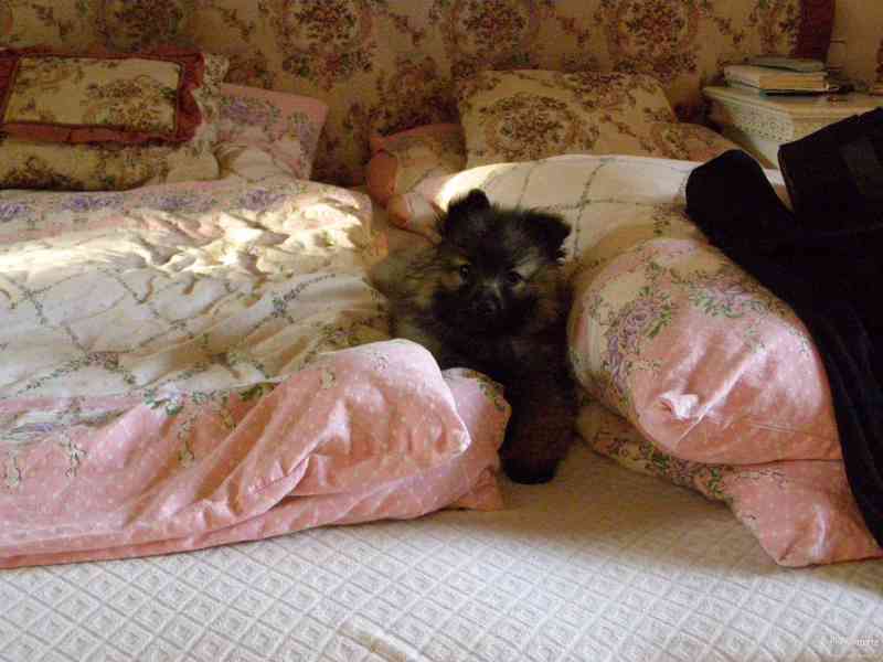 Německý vlčí špic - poslední fenečka !!! - foto 4