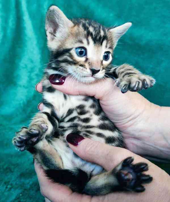 Bengálská koťátka k dispozici - foto 1
