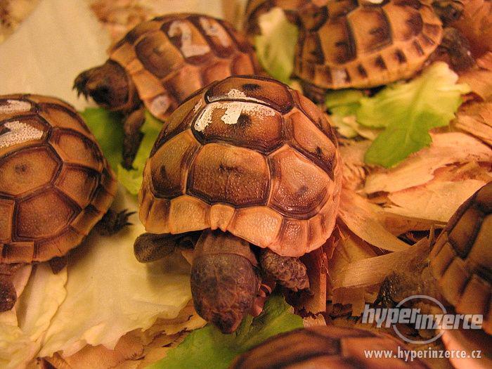 Suchozemská želva - to je super zvíře pro každého - foto 3
