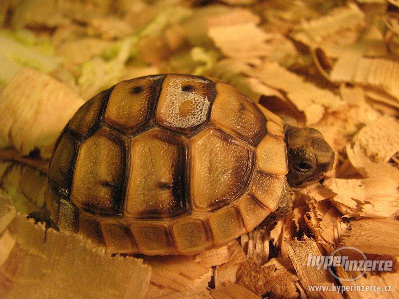 Suchozemská želva - to je super zvíře pro každého - foto 6