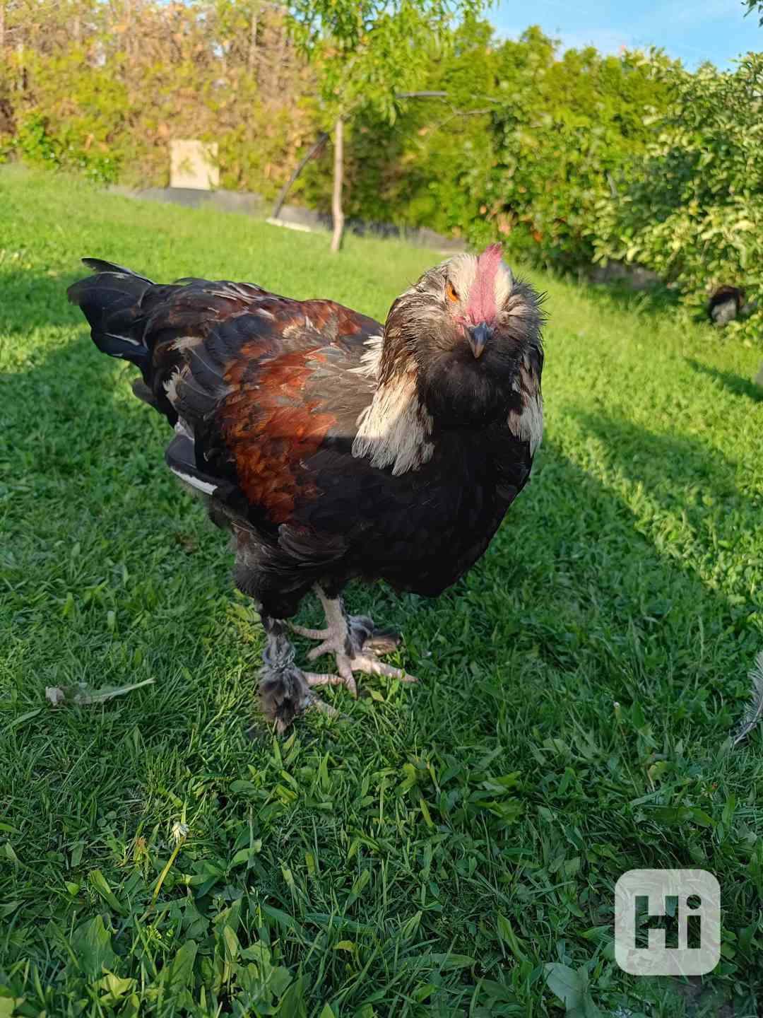 Kohout Faverol velký lososový - foto 1