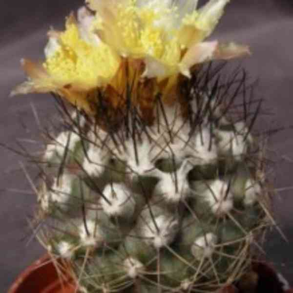 Kaktus Copiapoa pendulina Balení obsahuje 10 semen