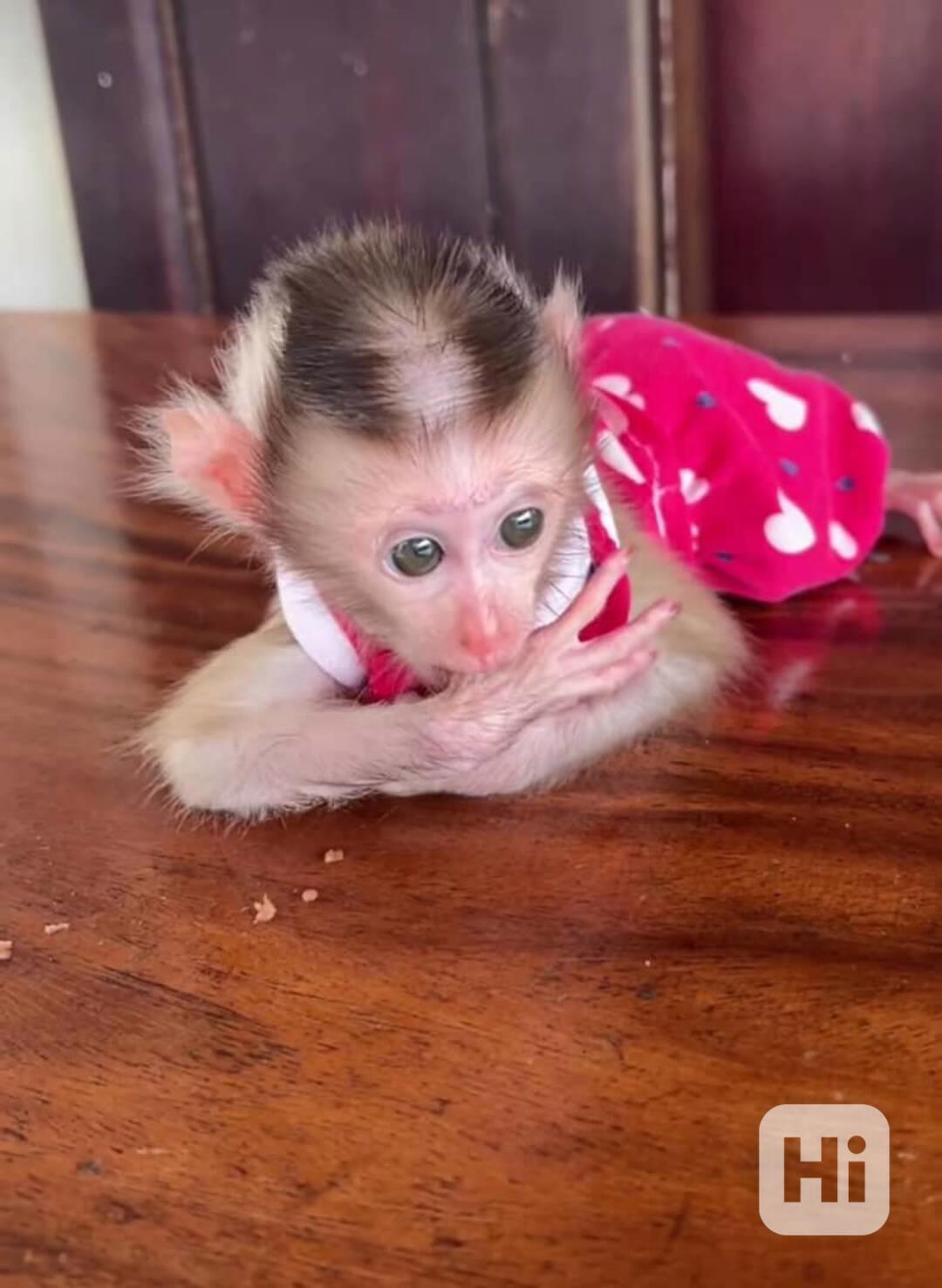Zdravé kapucínské opice k adopci - foto 1