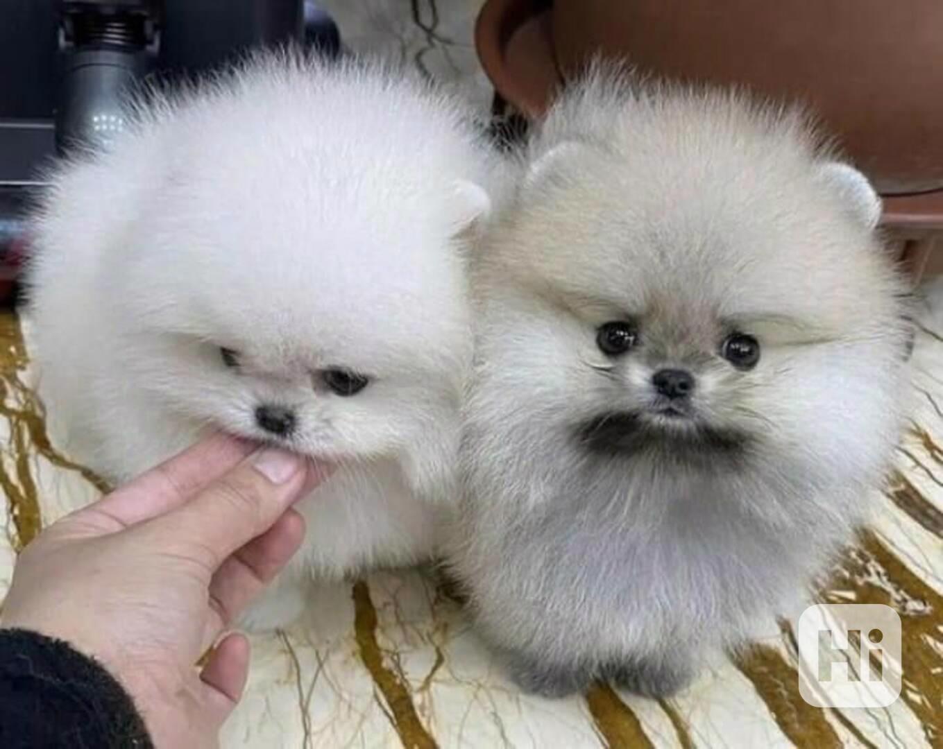Nádherná bílá štěňata pomeraniana k prodeji - foto 1