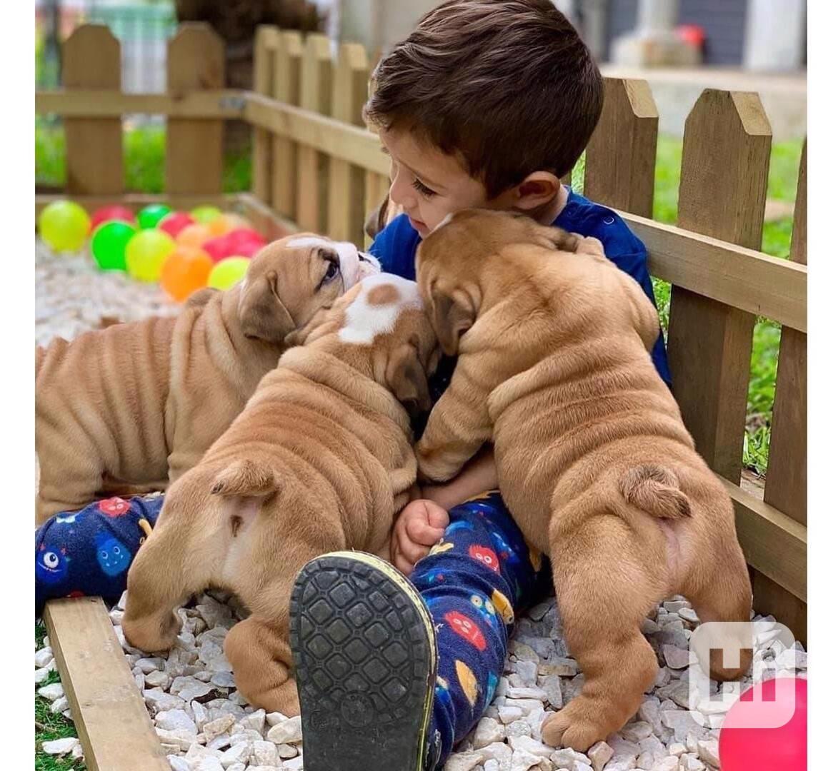 štěňata anglického buldoka k adopci  - foto 1