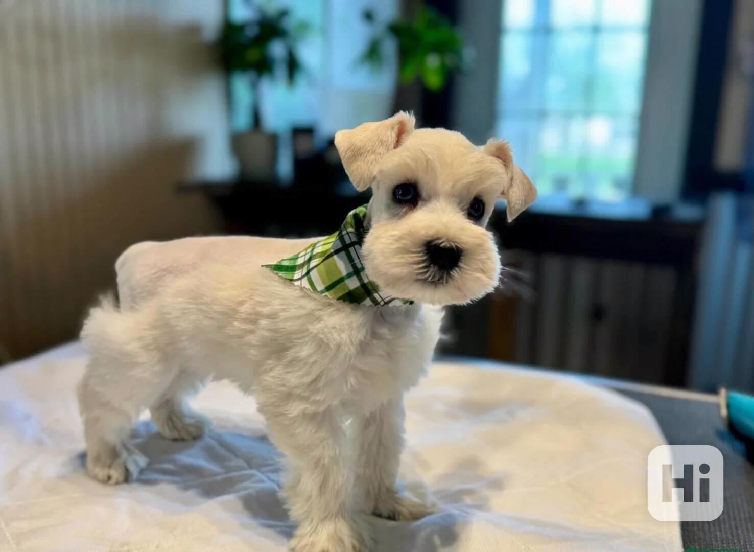 Štěňata miniaturního knírače pro vás - foto 1