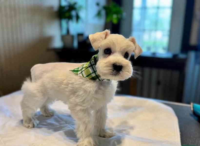 Štěňata miniaturního knírače pro vás - foto 3