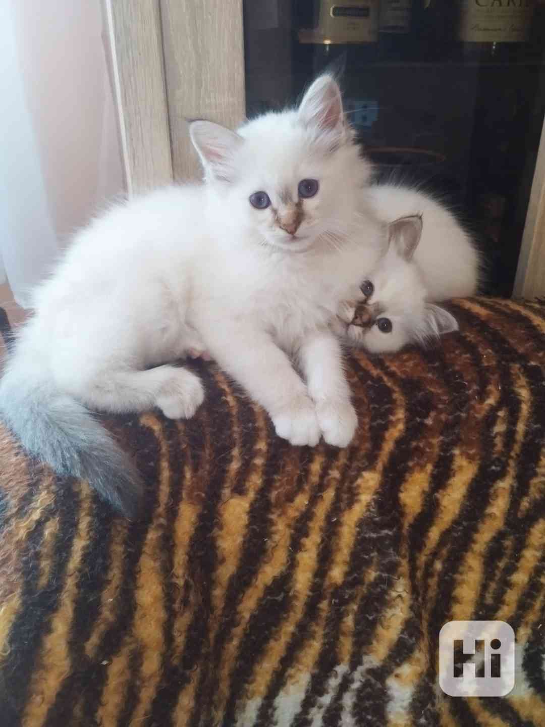 Prodej birma - foto 1