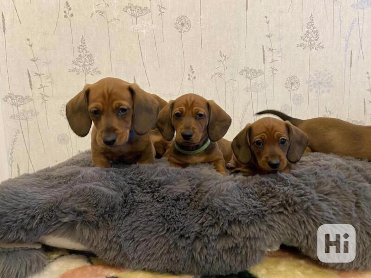 Štěňata miniaturního jezevčíka. - foto 1