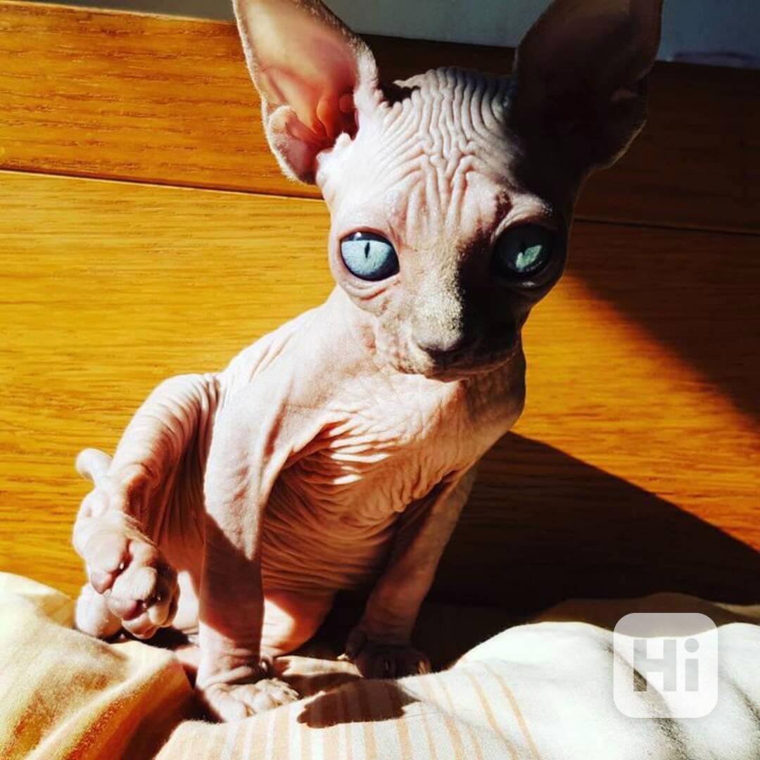 SPHYNX KITTEN - foto 1