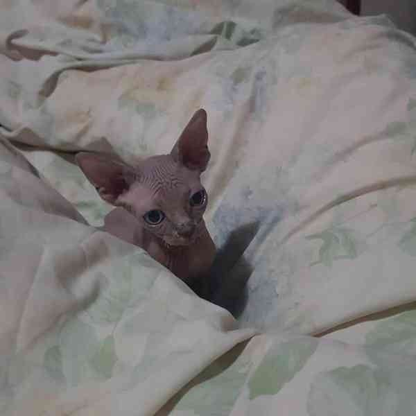 SPHYNX KITTEN - foto 2