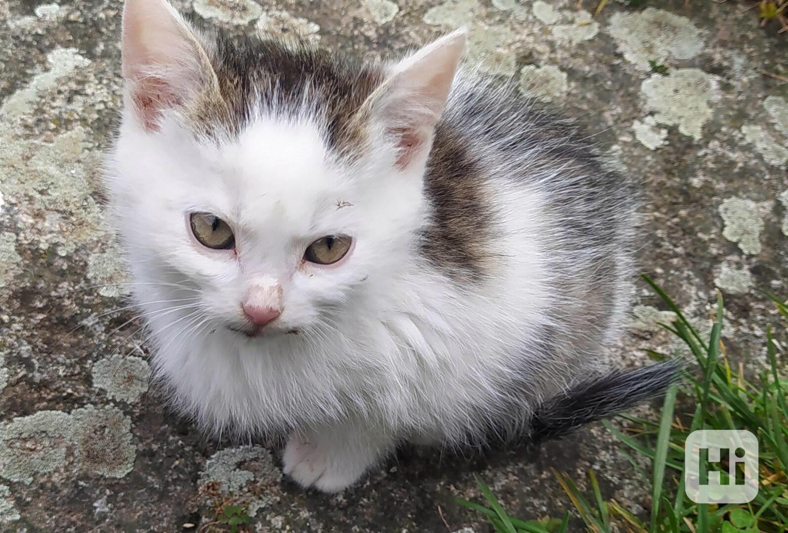 Mazlivé kotě zvyklé na lidi - ihned k odběru - foto 1