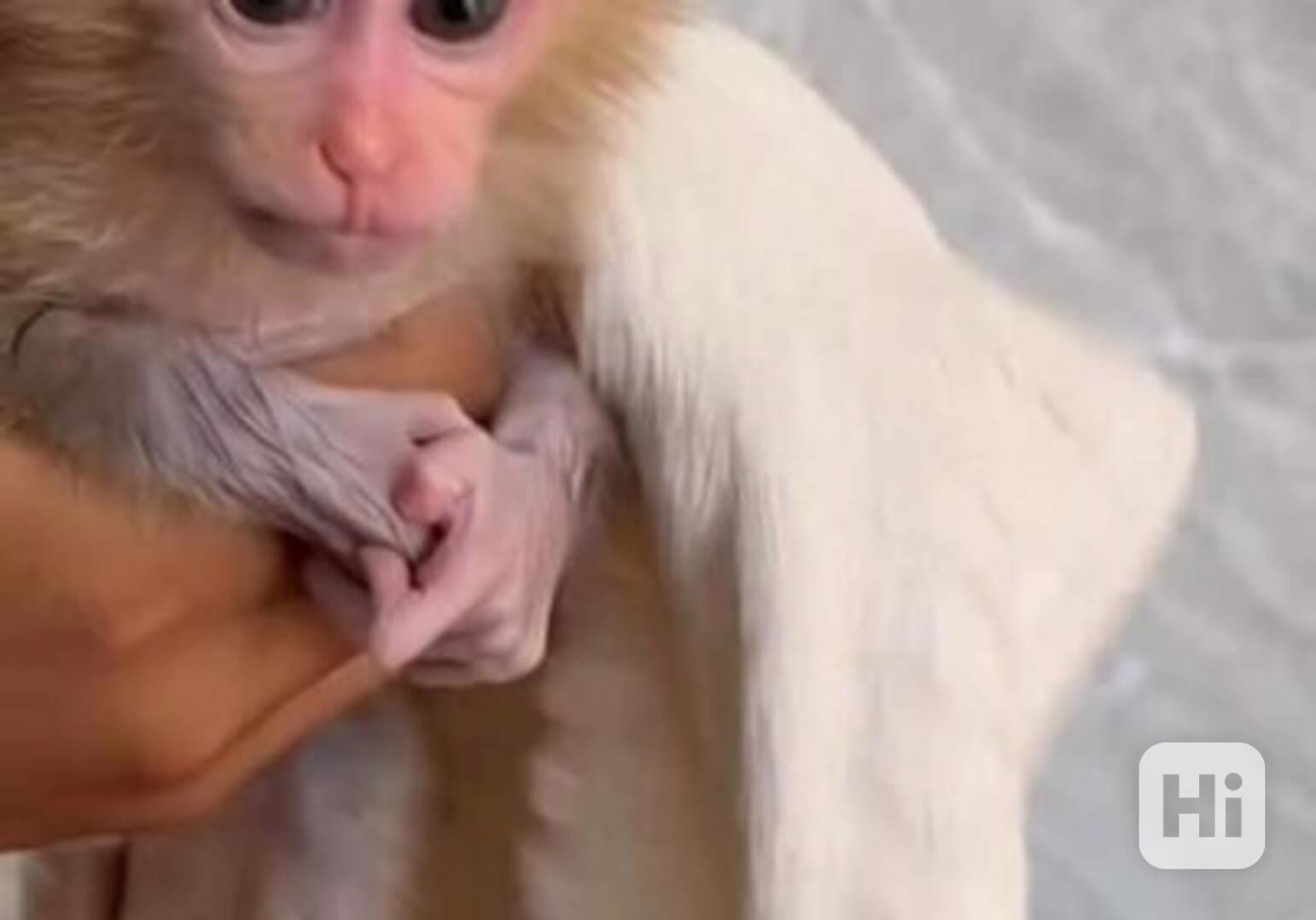 Kupte si kapucínské a kosmanské opice. - foto 1