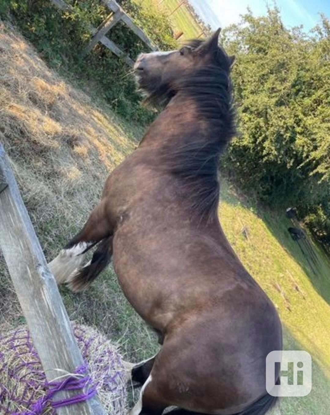 Clydesdale x nášlapný klas - foto 1