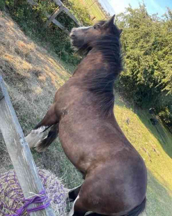 Clydesdale x nášlapný klas - foto 1