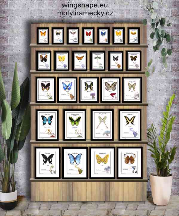 Motýli a další hmyz v rámečku,exkluzivní provedení - foto 2