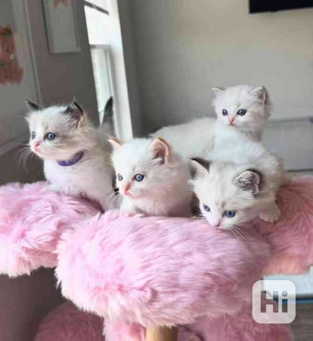 💫 Kotě plemene Ragdoll na prodej - foto 1